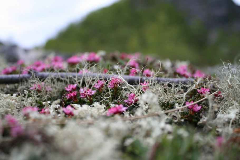 Вороника (водяника)