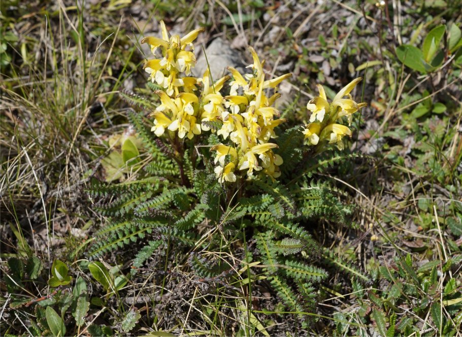 Pedicularis kerneri растение