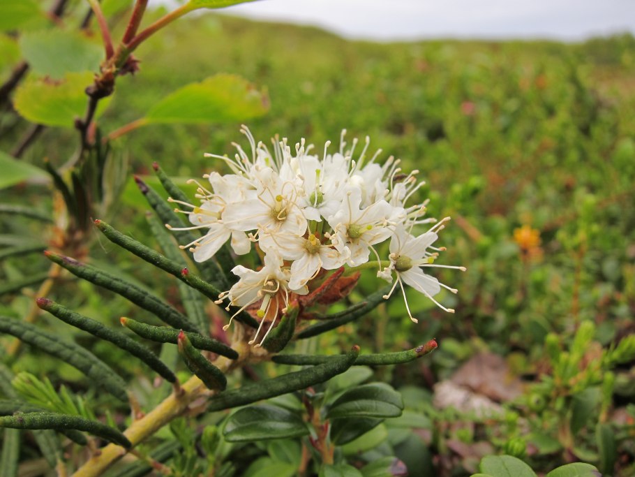 Багульник подбел