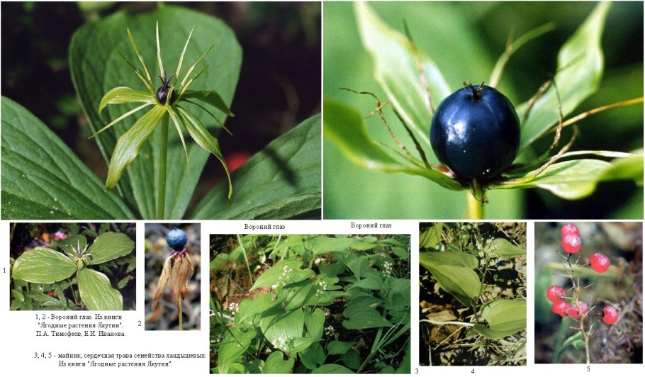 Багульник болотный