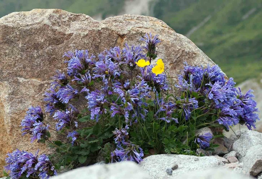 Багульник обыкновенный