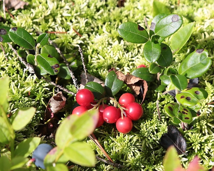 Багульник болотный лекарственное растение