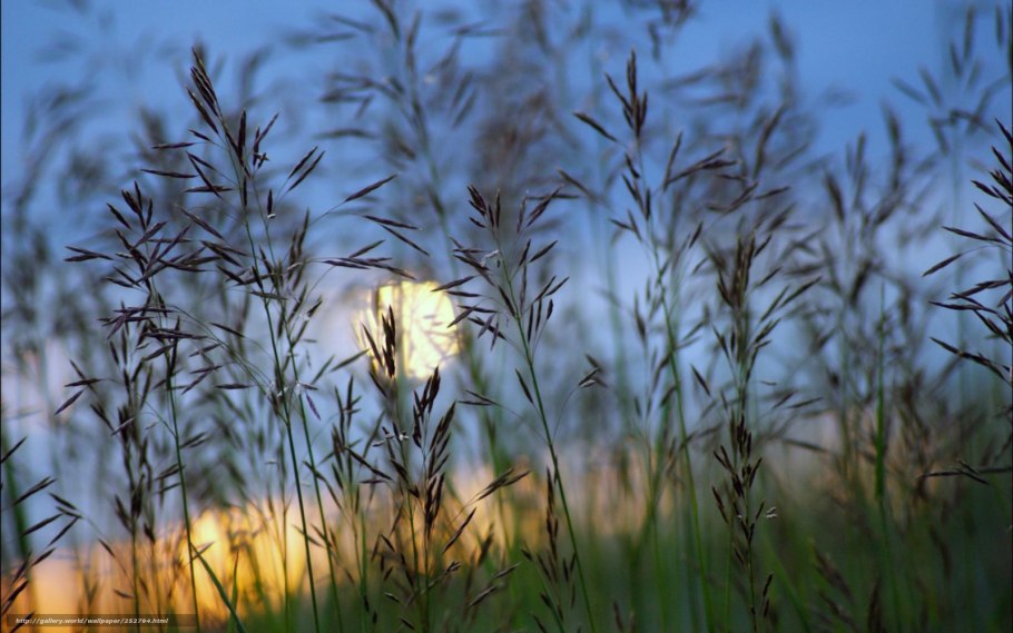 Луговые растения