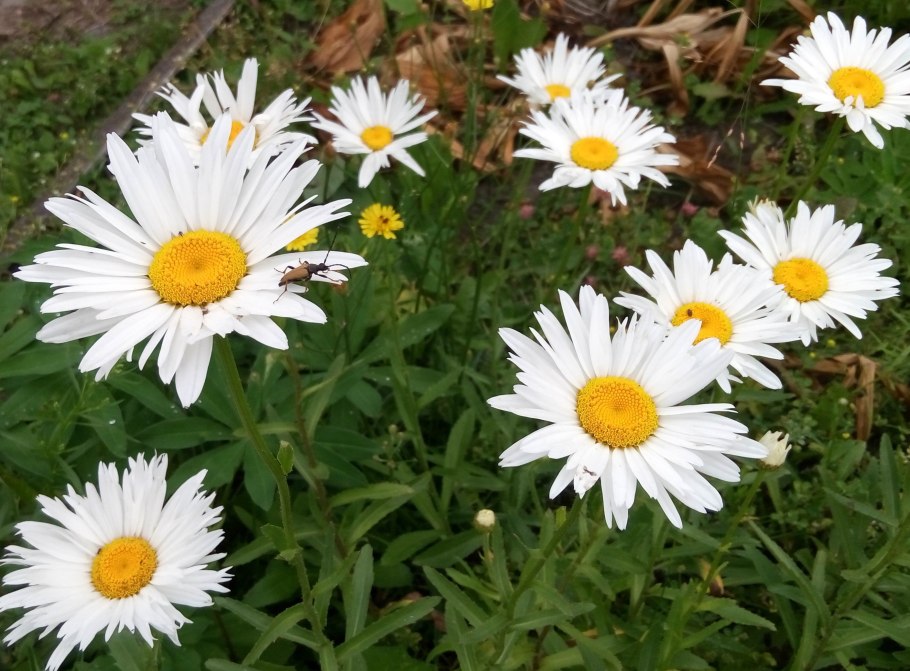 Клевер Луговой мезофит