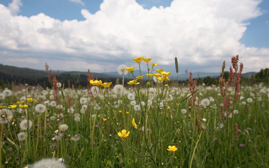 Южный Урал суходольные Луга