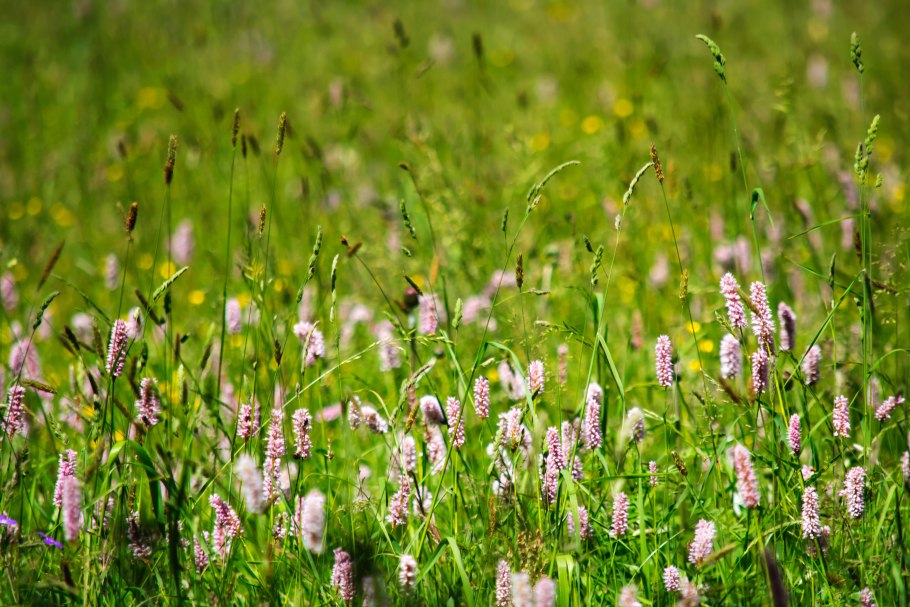 Бобово злаковые Луга