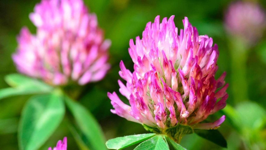 Растения Луга