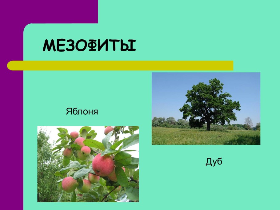 Растения мезофиты