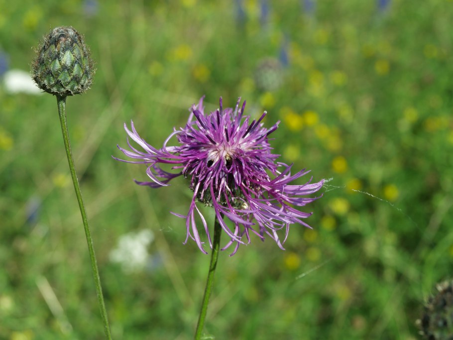 Гулявник сурепка
