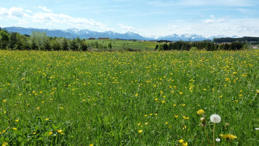 Крестовник малозубчатый