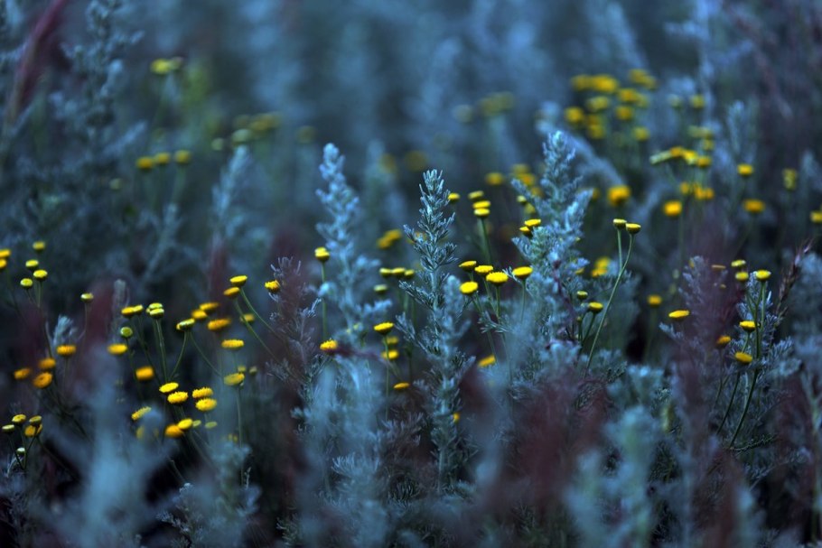 Пушица Шейхцера (Eriophorum scheuchzeri)