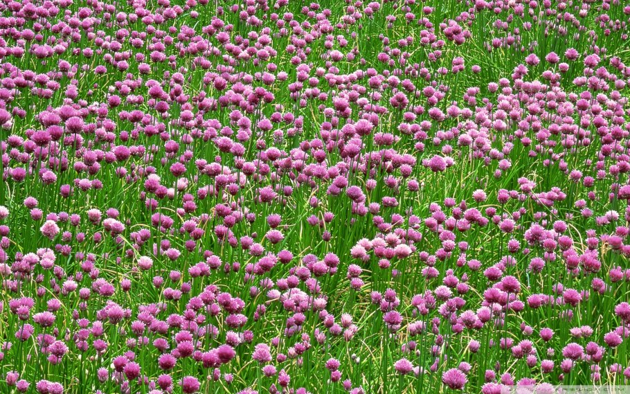 Полевые травы Полынь