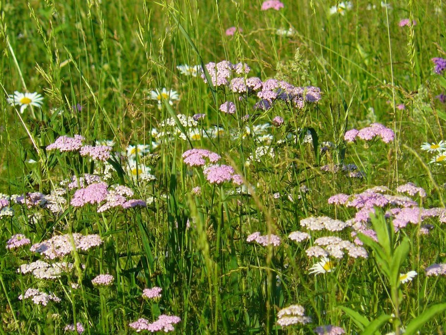 Разнотравье Смоленской области