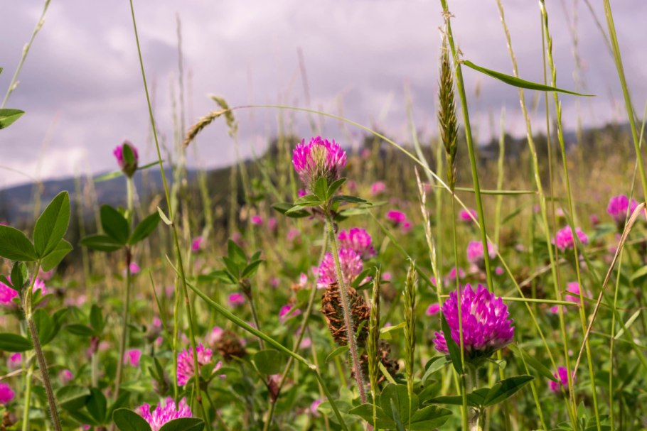 Василёк Талиева