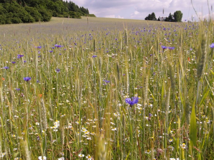 Светолюбивые (гелиофиты)