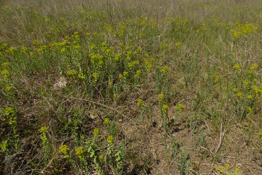 Заразиха Бартлинга