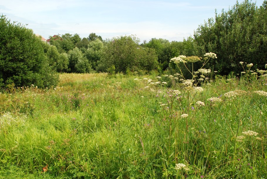 Многолистник Луговой фиолетовый