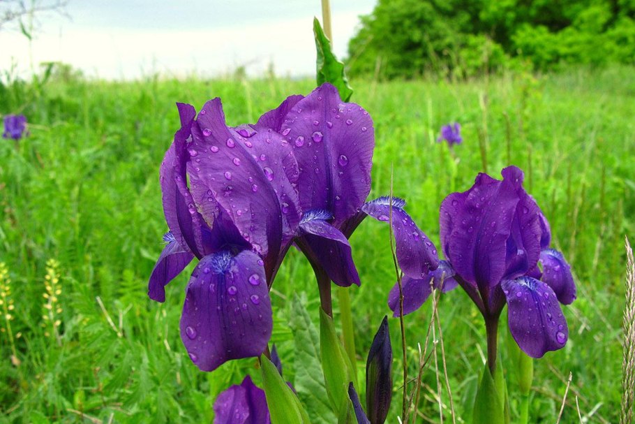 Полынь frigida холодная