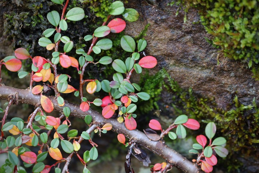 Кизильник киноварно-красный