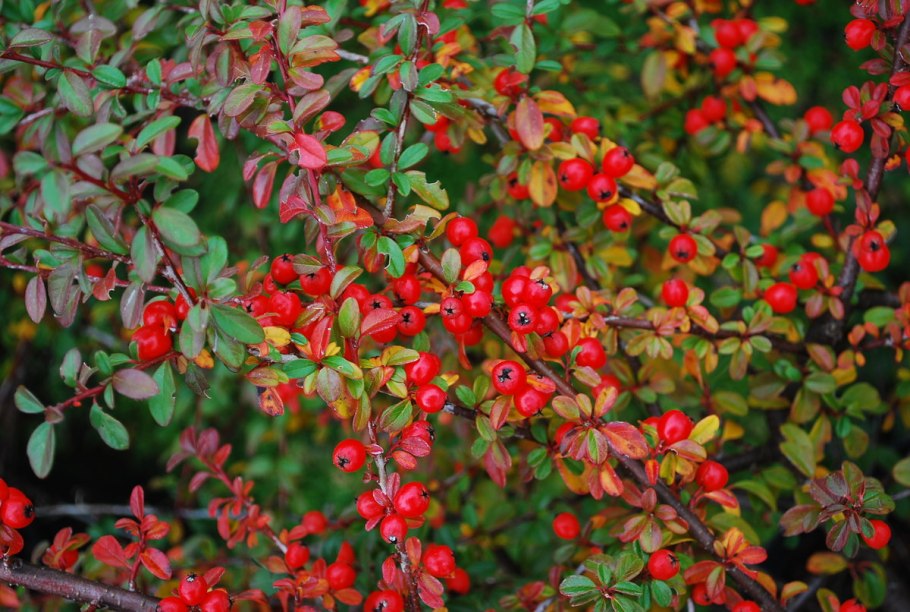 Кизильник Даммера Skogholm