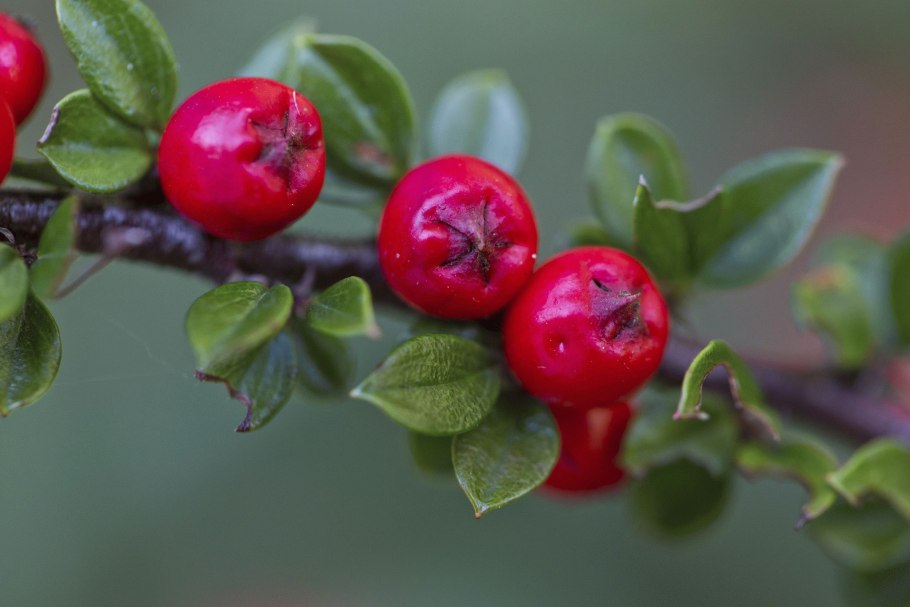 Кизильник киноварно-красный