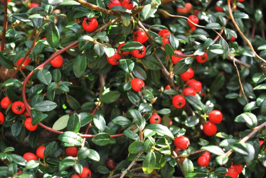 Кизильник сапфир Грин