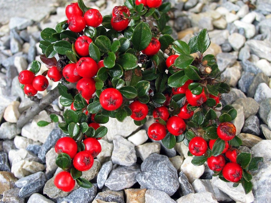 Кизильник горизонтальный (Cotoneaster horizontalis)