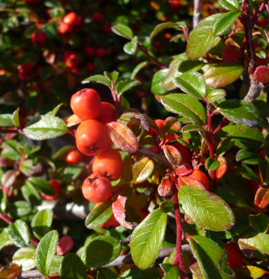 Кизильник шведский Coral Beauty