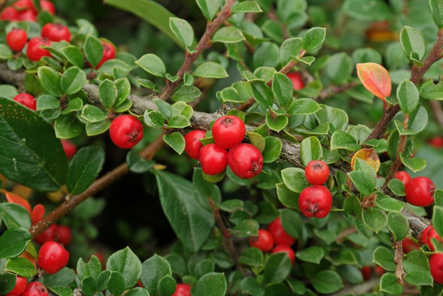 Кизильник (Cotoneaster)