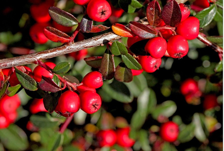 Кизильник Cotoneaster bullatus