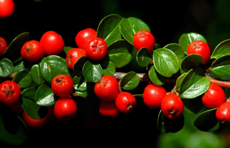 Кизильник растение