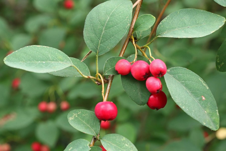 Кизильник (Cotoneaster)