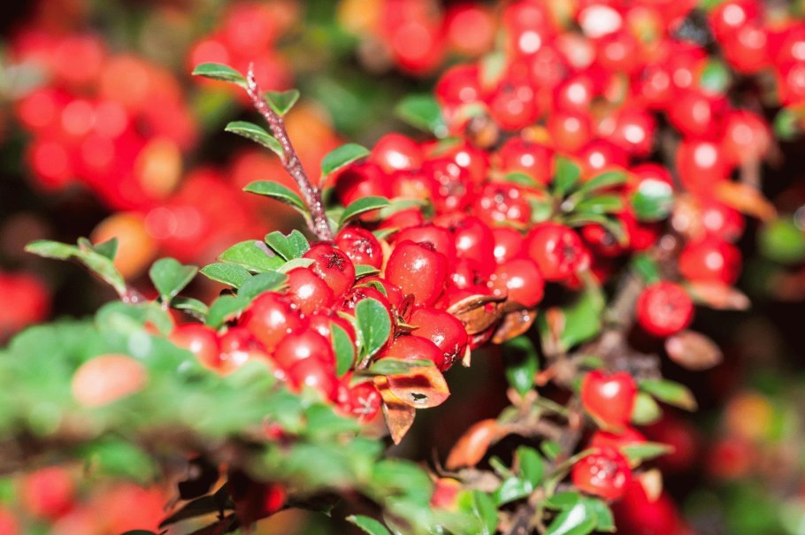 Кизильник киноварнокрасный