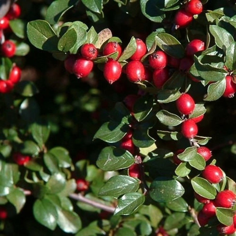 Кизильник Даммера /Cotoneaster dammeri Eichholz