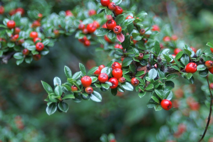 Кизильник ягоды