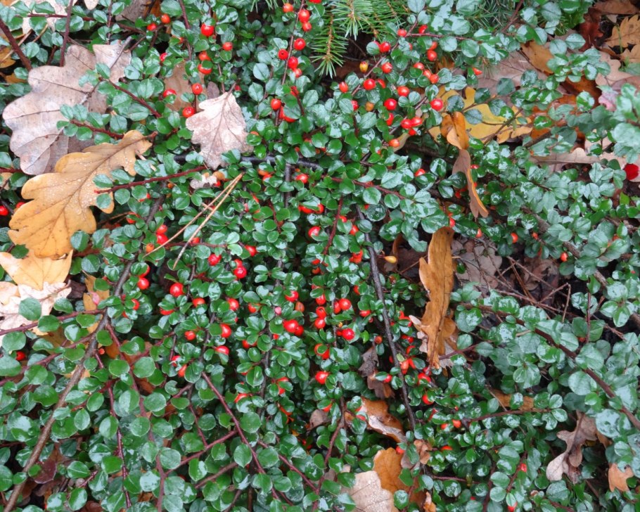 Кизильник (Cotoneaster)
