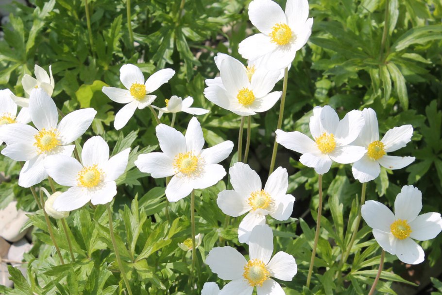 Анемона Лесная Anemone Sylvestris