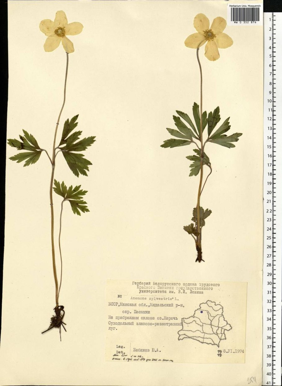 Ветреница Лесная (Anemóne Sylvéstris)