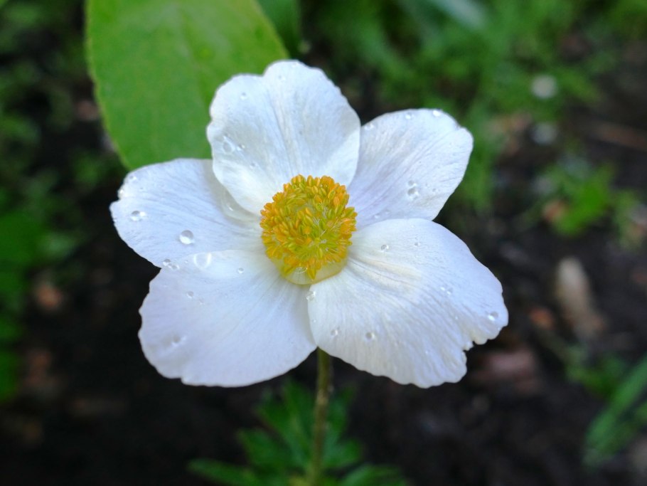 Ветреница Дубравная (Anemone nemorosa)