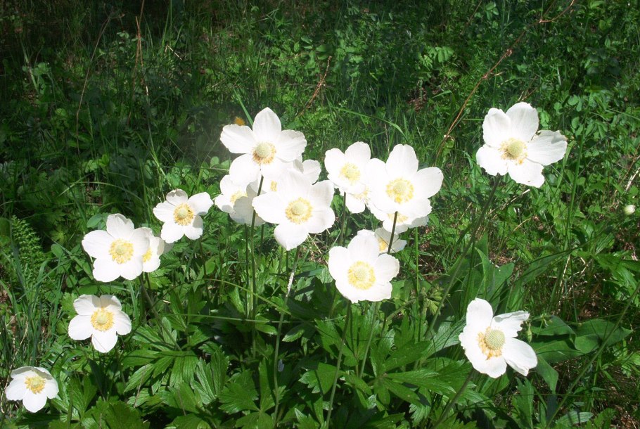 Ветреница (анемона) Лесная (Anemone Sylvestris)