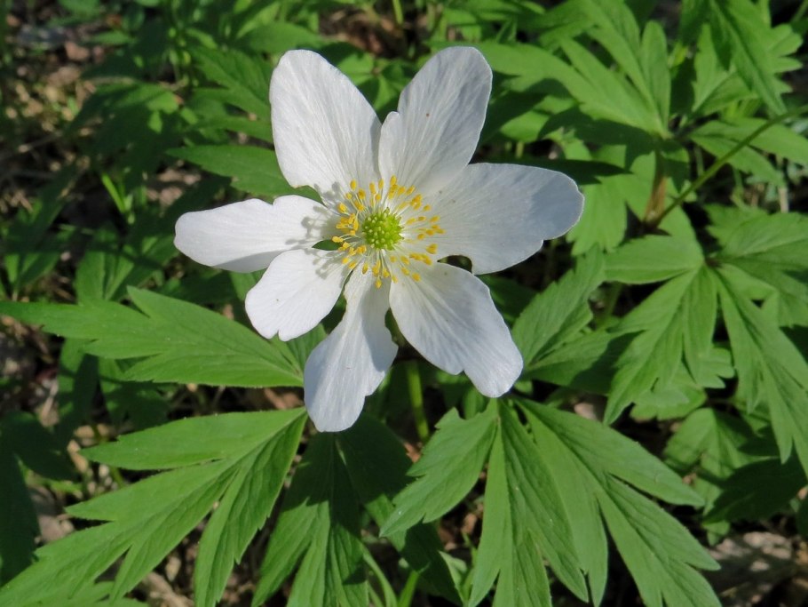 Анемон, ветреница (Anemone)