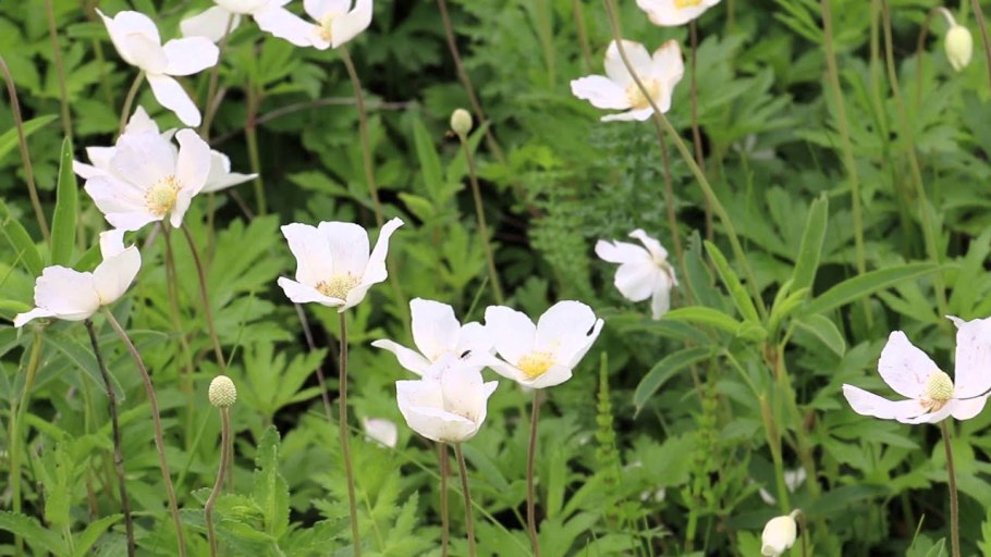 Анемона Лесная Anemone Sylvestris