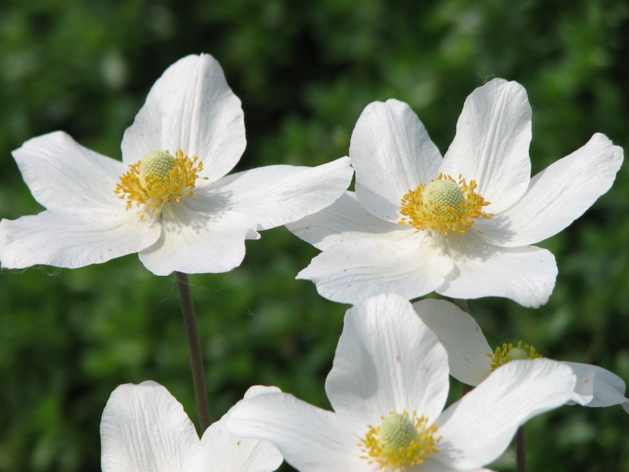 Ветреница Лесная (Anemone Sylvestris)