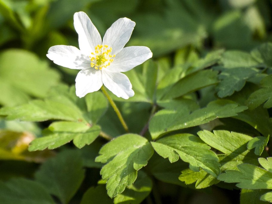 Ветреница Лесная (Anemone Sylvestris)