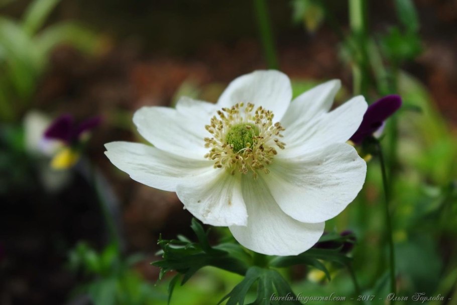 Ветреница (анемона) Лесная (Anemone Sylvestris)