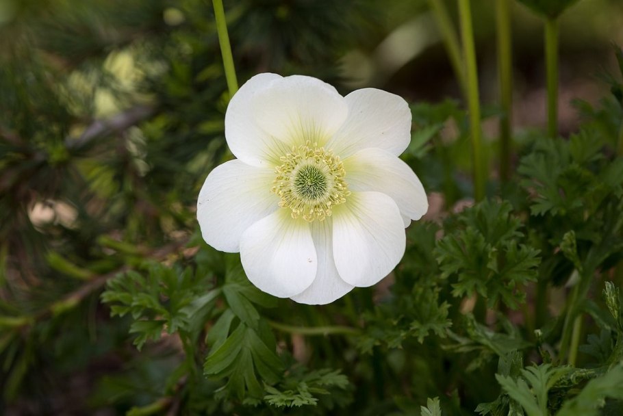 Ветреница Лесная (Anemone Sylvestris)