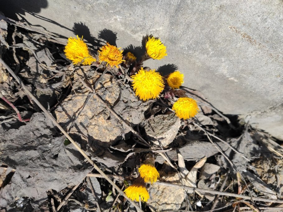 Мать и мачеха растение