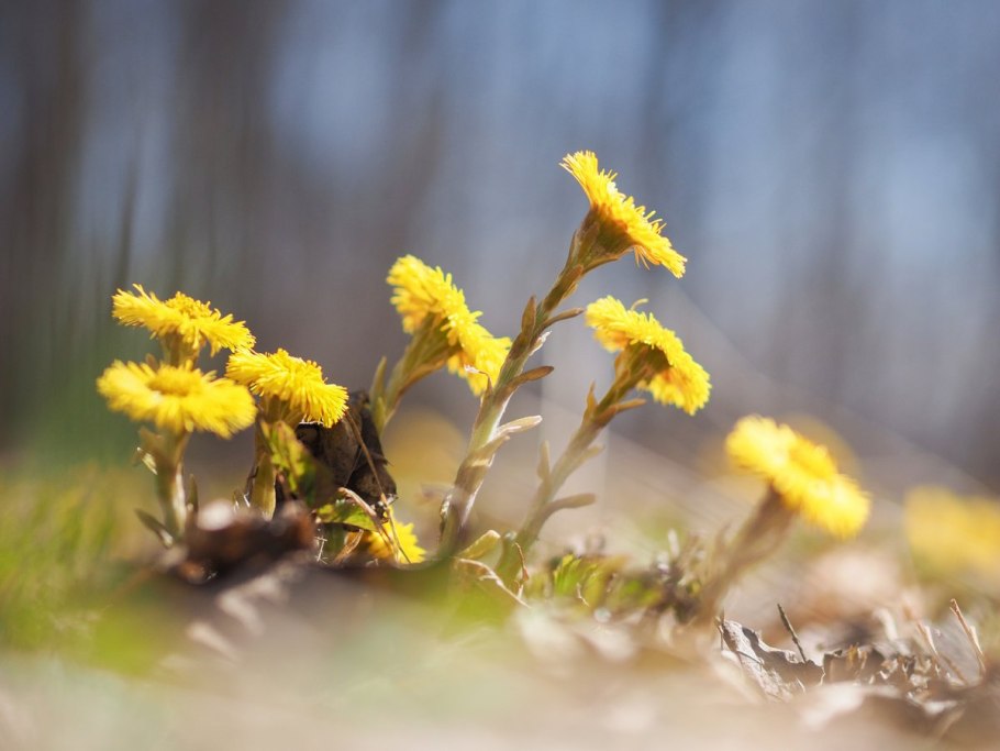 Мать-и-мачеха (1 кг)