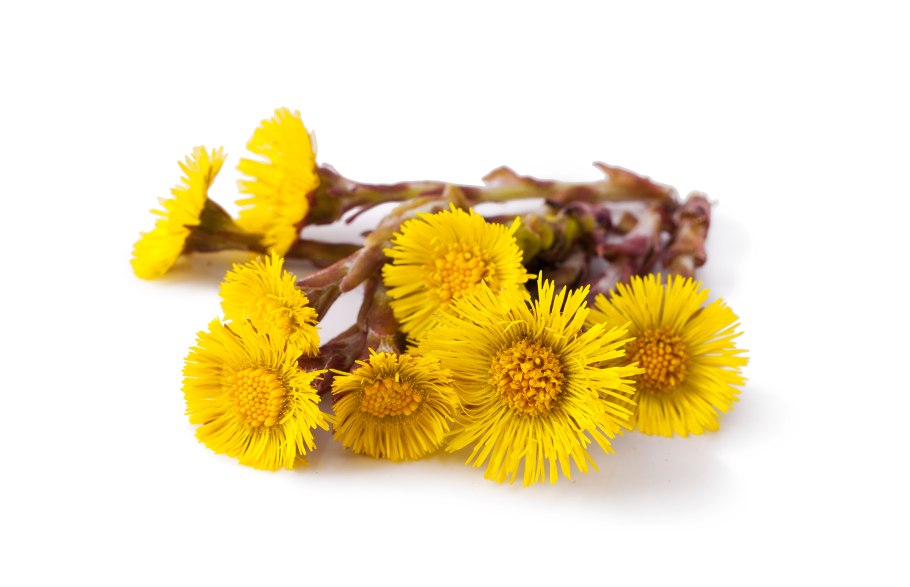 Мать и мачеха макро