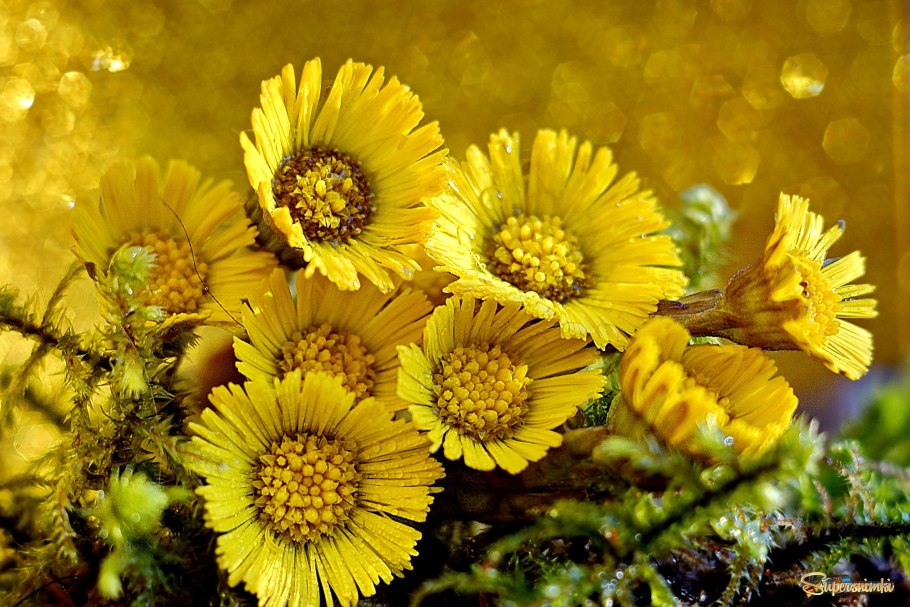 Мать и мачеха макро